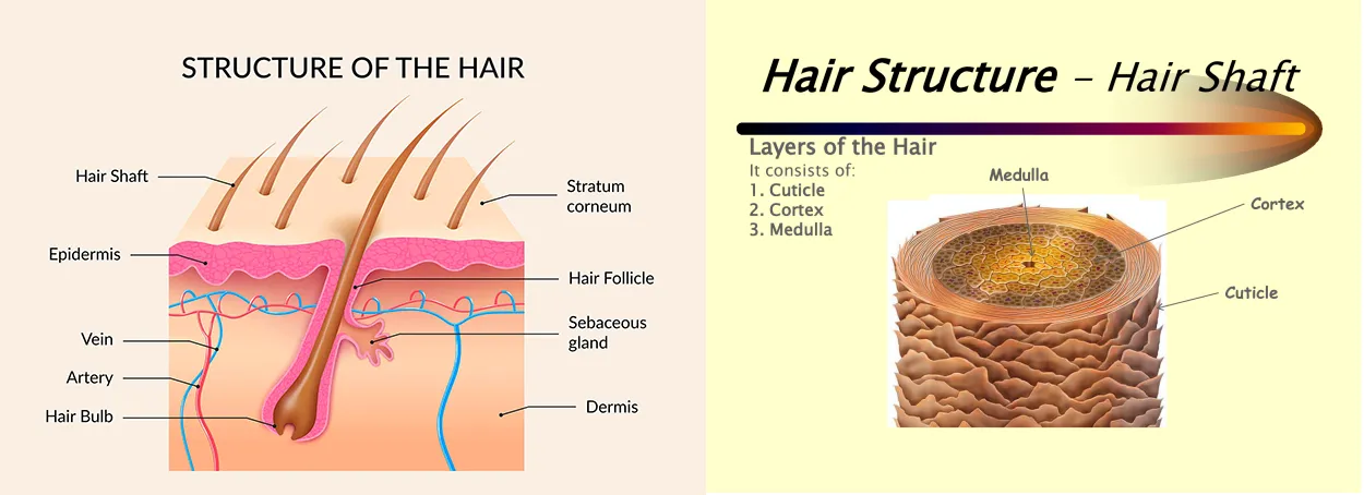 human-hair-structure-zeverhair